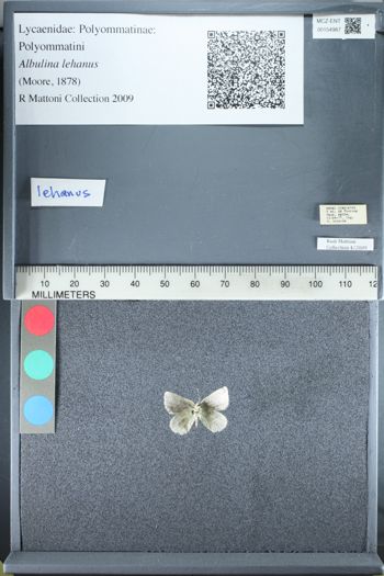 Media type: image;   Entomology 154987